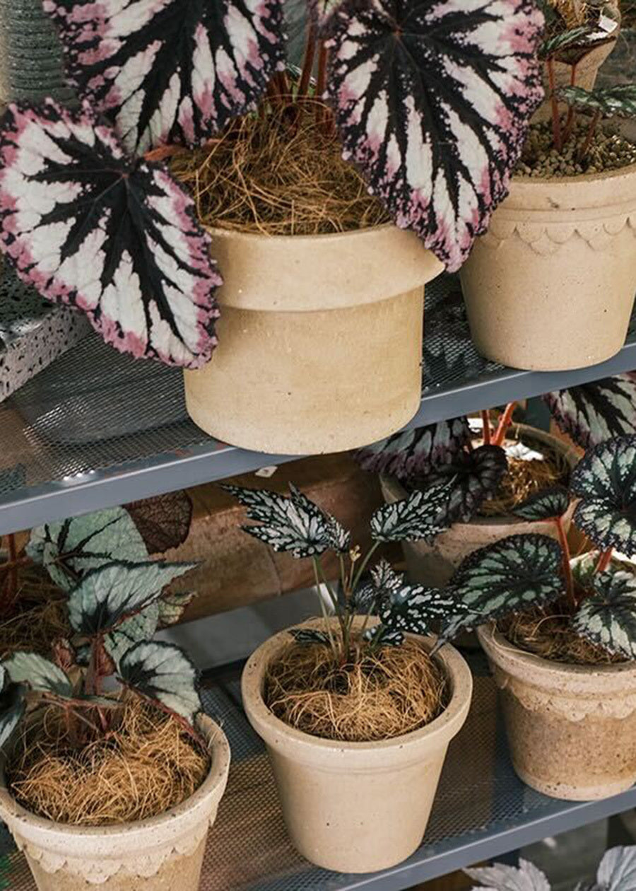 Classic Terracotta Duo