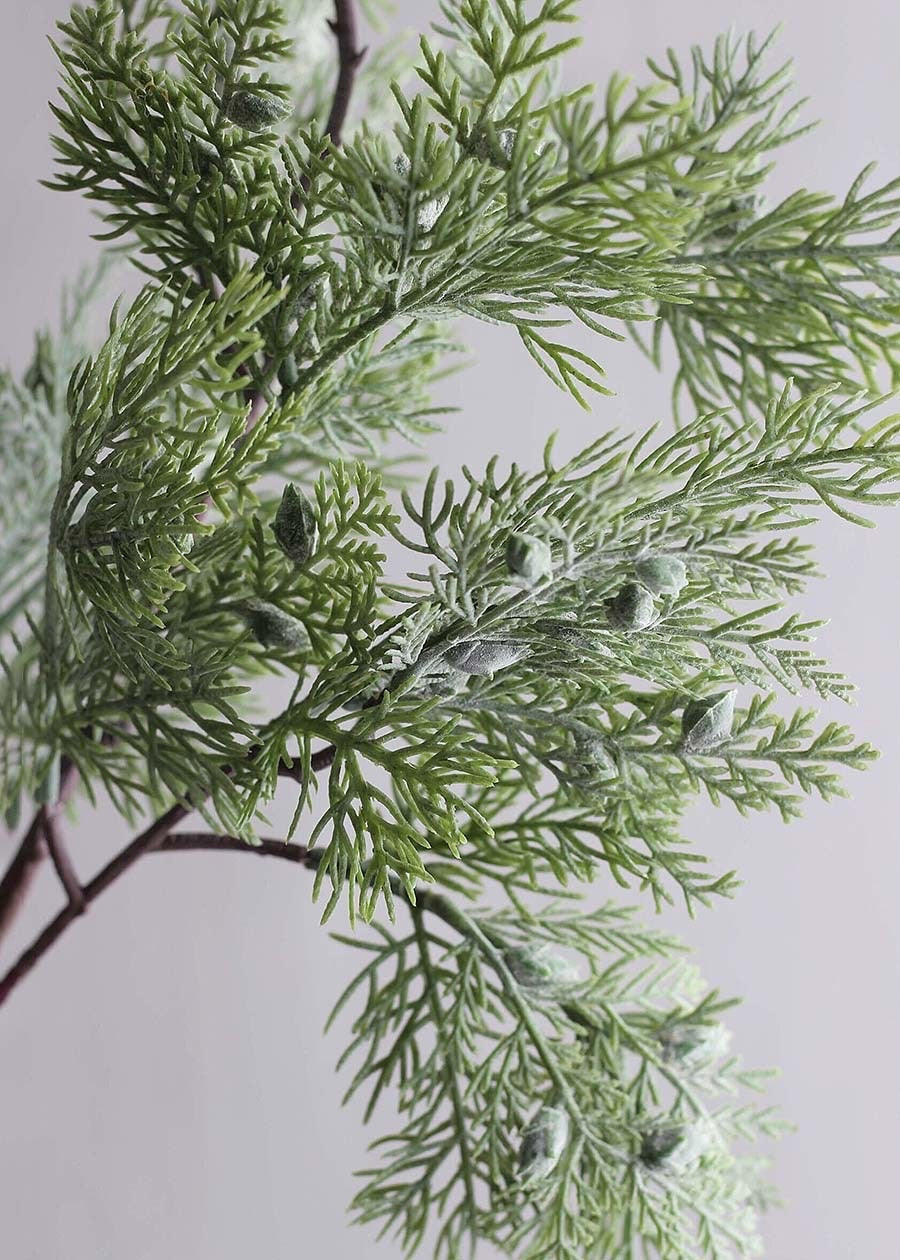 Pine and Cypress Branch