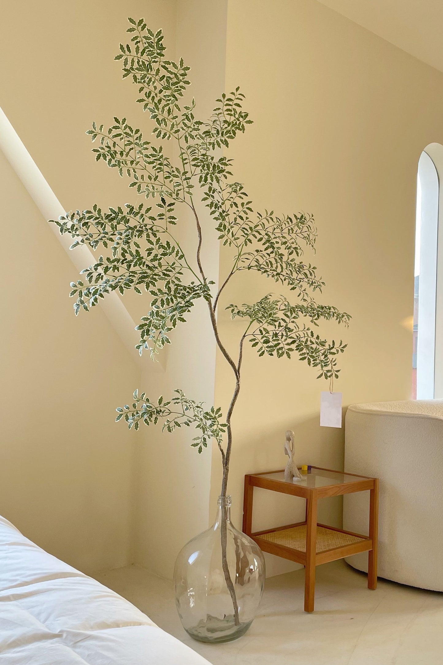 Ivory Border Ficus