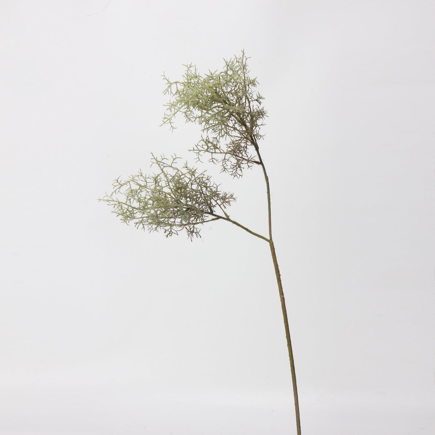 Smoke Tree Elegance Stem