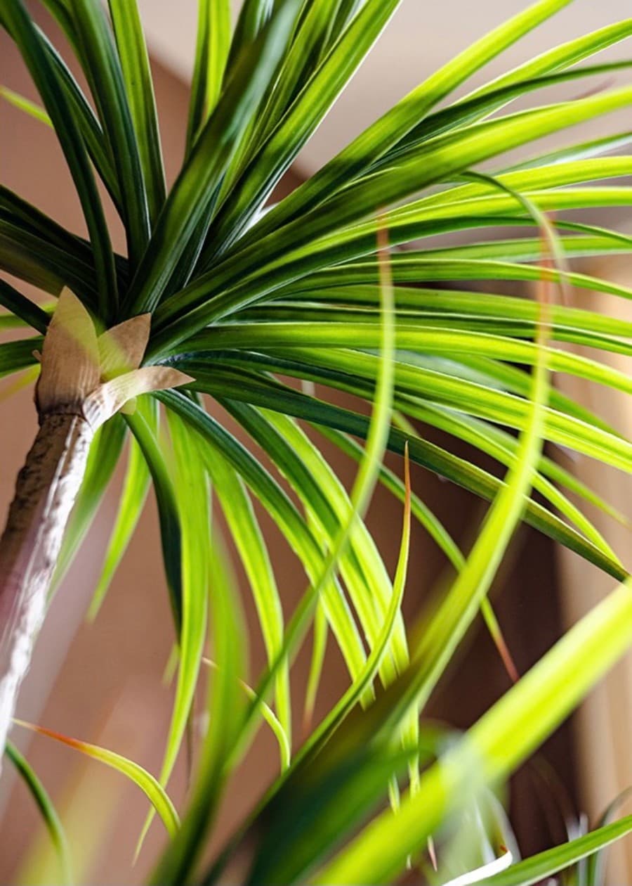 Artificial Agave Tree, Potted Faux Plant