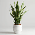 Artificial Ficus Tree, Realistic Potted