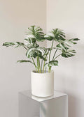 Artificial Monstera Plant in Pot - 19.7"