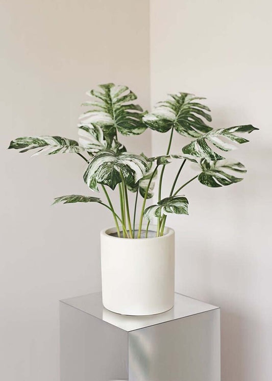 Potted Monstera 