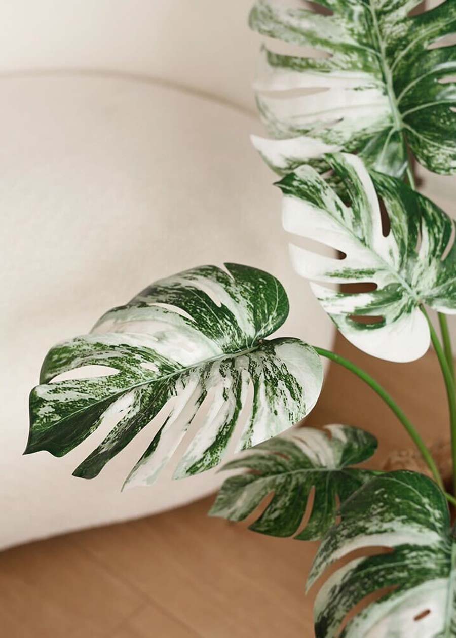Artificial Monstera Plant in Pot - 19.7"