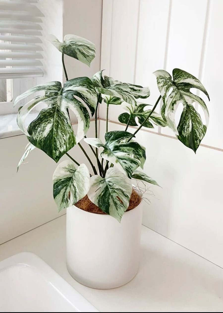 Artificial Monstera Plant in Pot - 19.7"