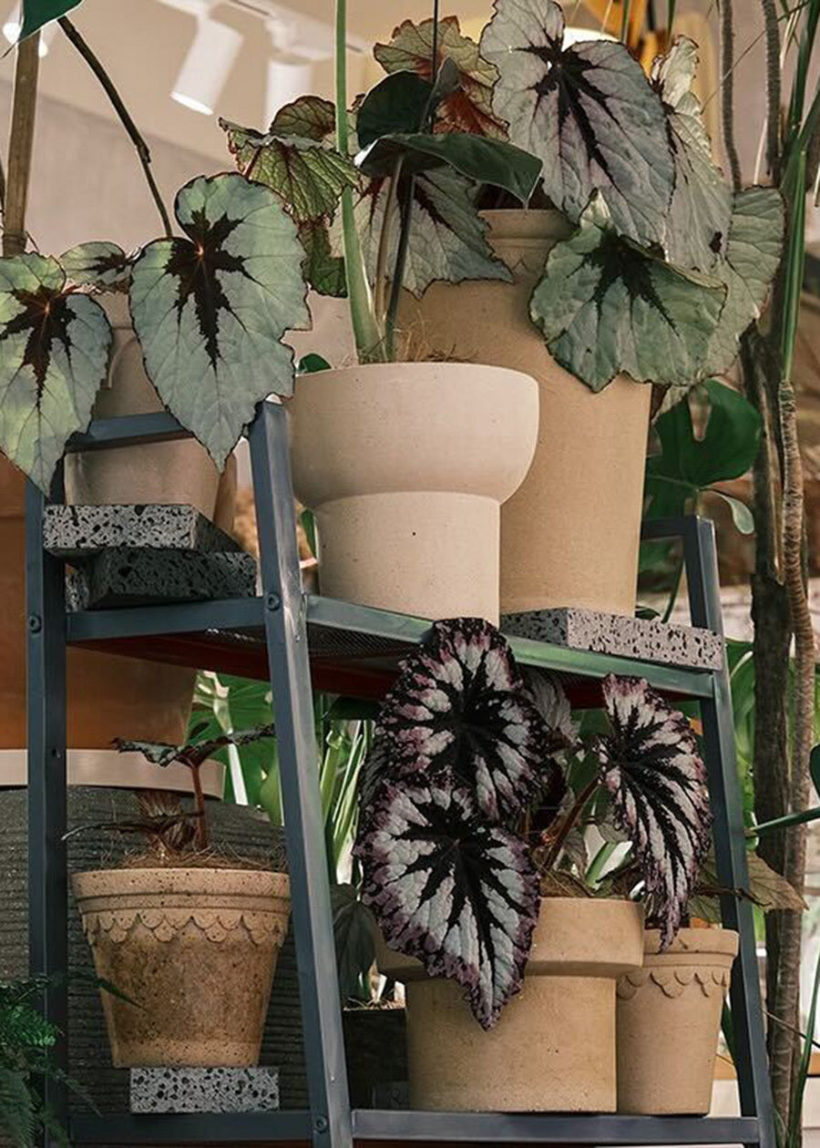 Petite Terracotta Delight