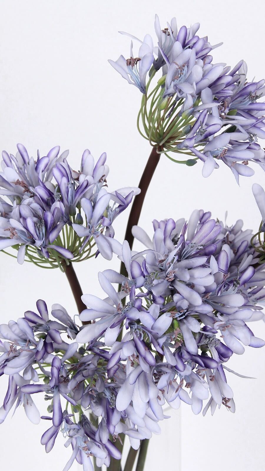 Purple Lotus Blooms - 25.6"