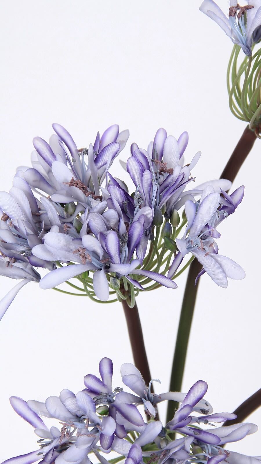 Purple Lotus Blooms - 25.6"