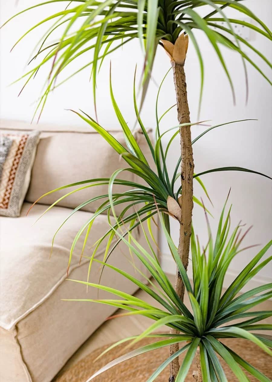 Artificial Agave Tree, Potted Faux Plant
