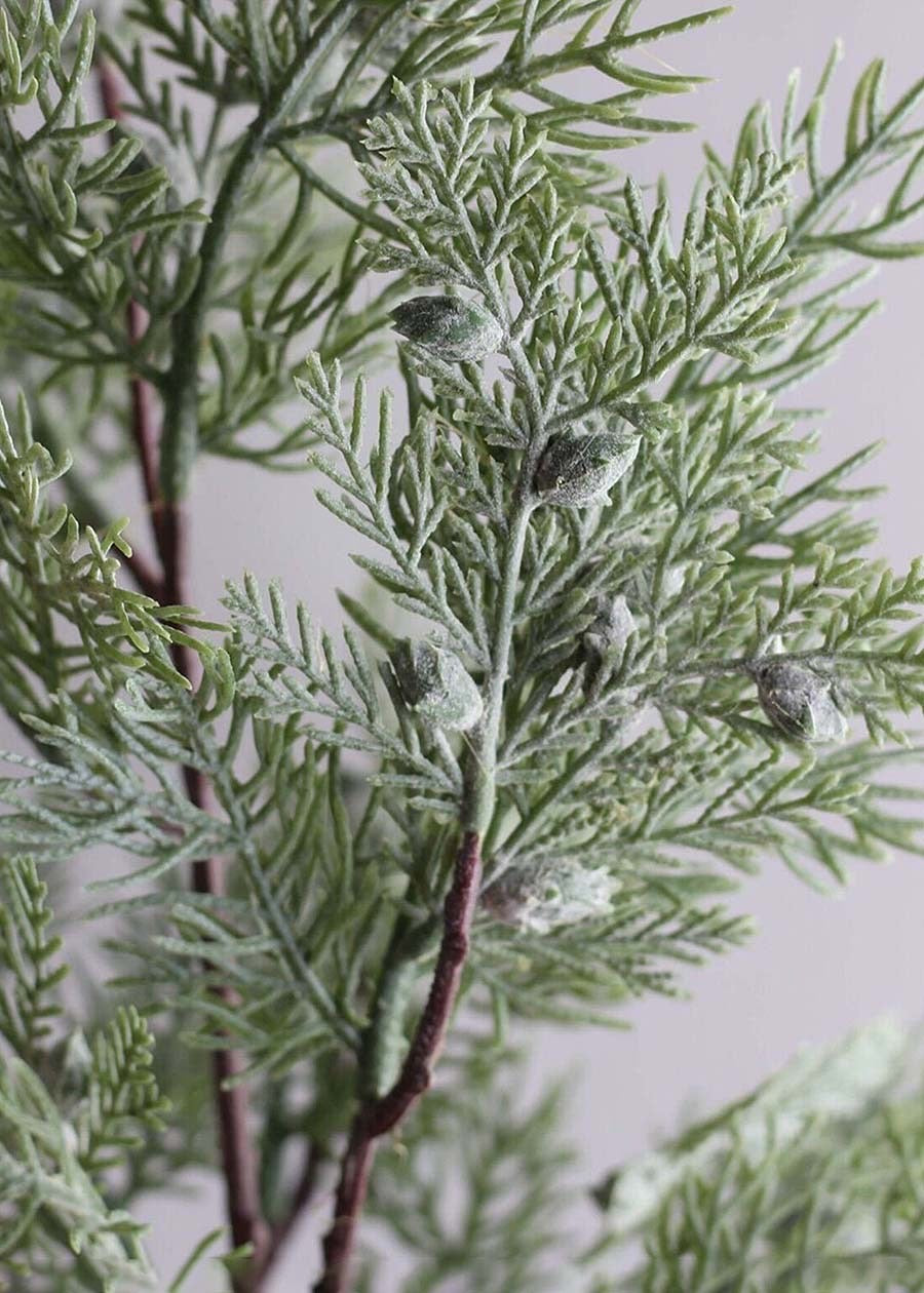 Pine and Cypress Branch