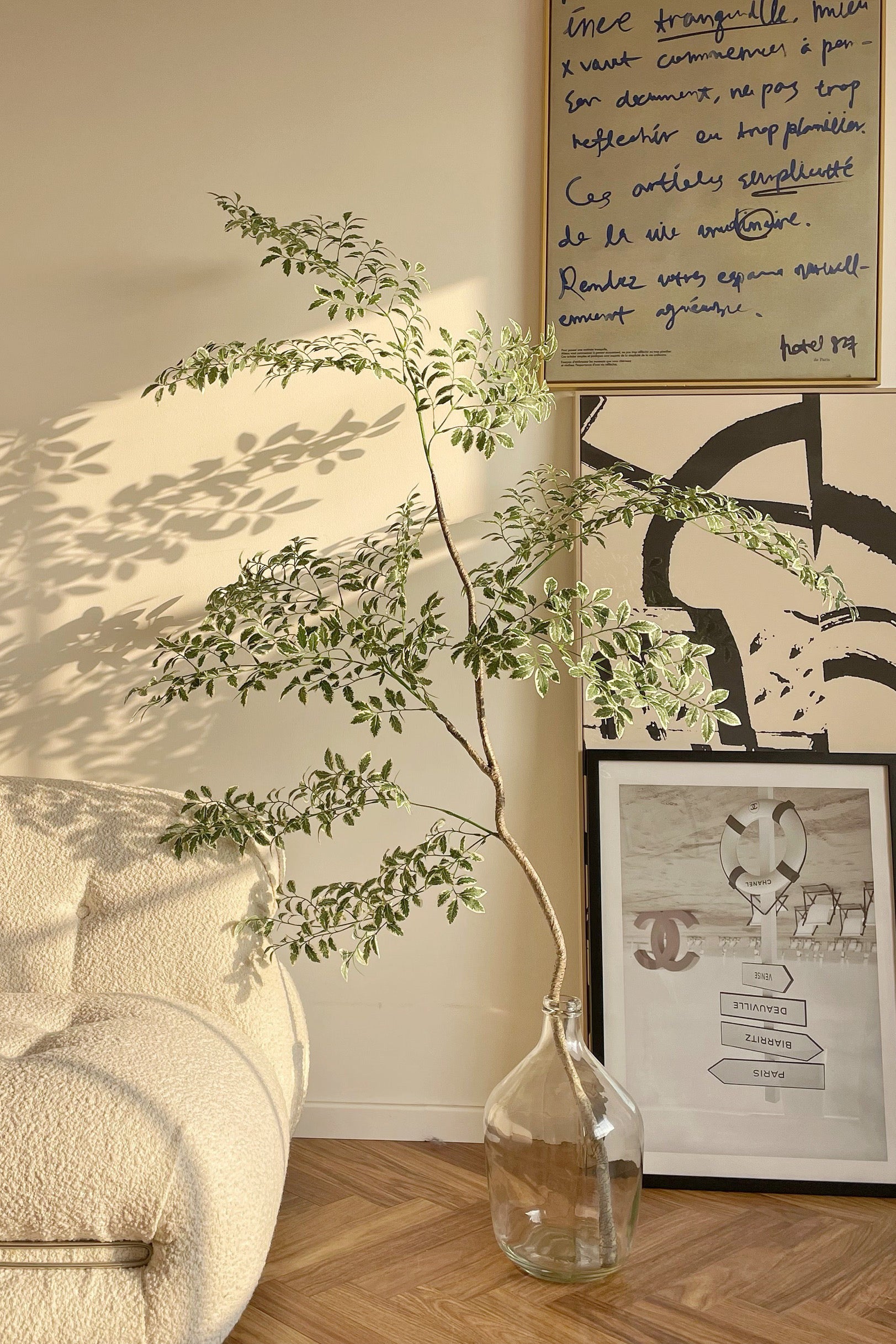 Ivory Border Ficus