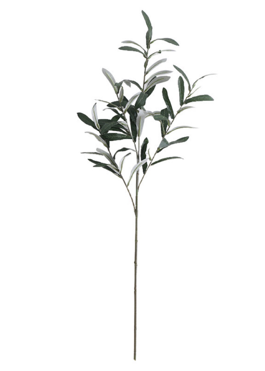 Mediterranean Olive Branch