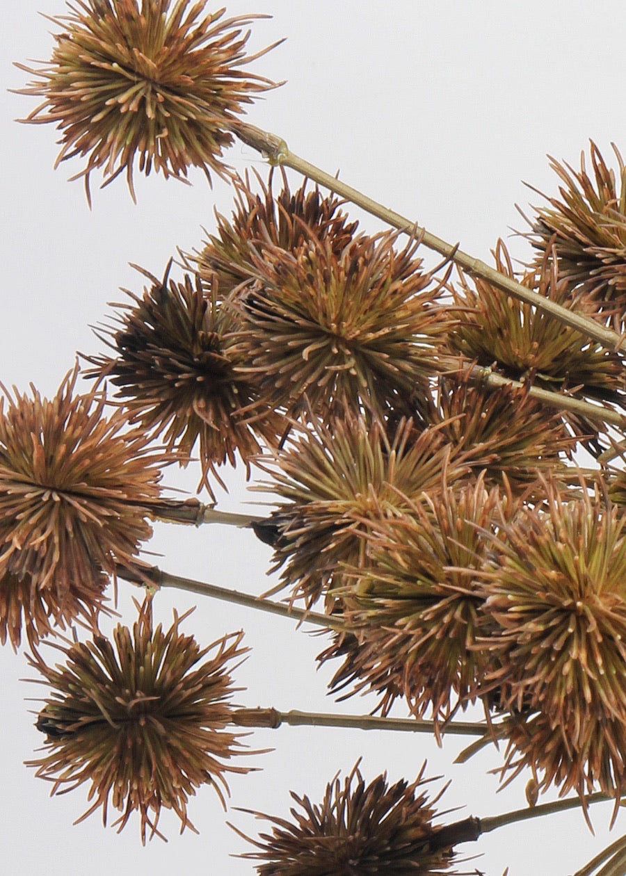 Autumn Chestnut Branch