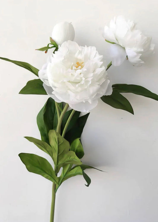 Peony 
