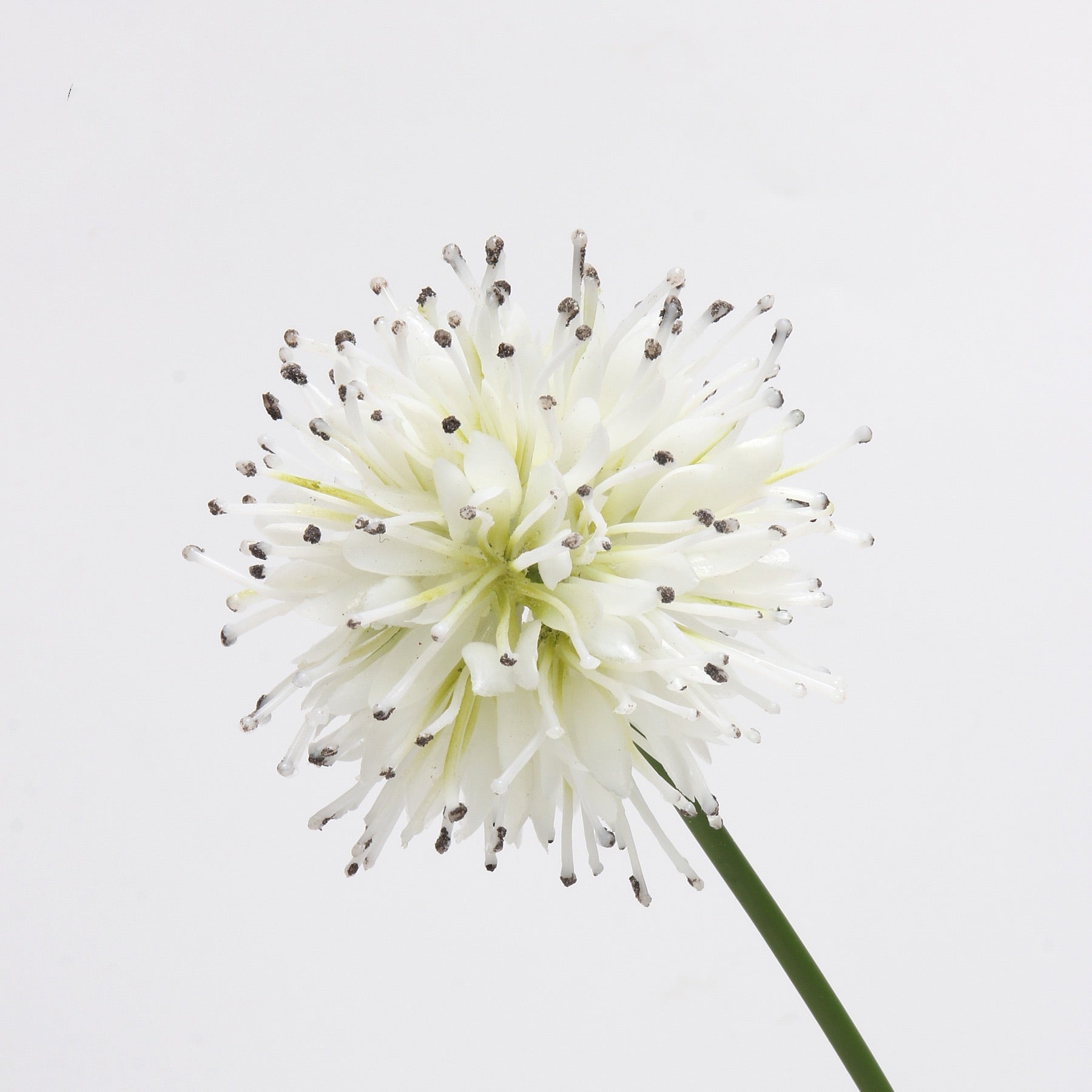 Artificial Dandelion Flower, White - 22"