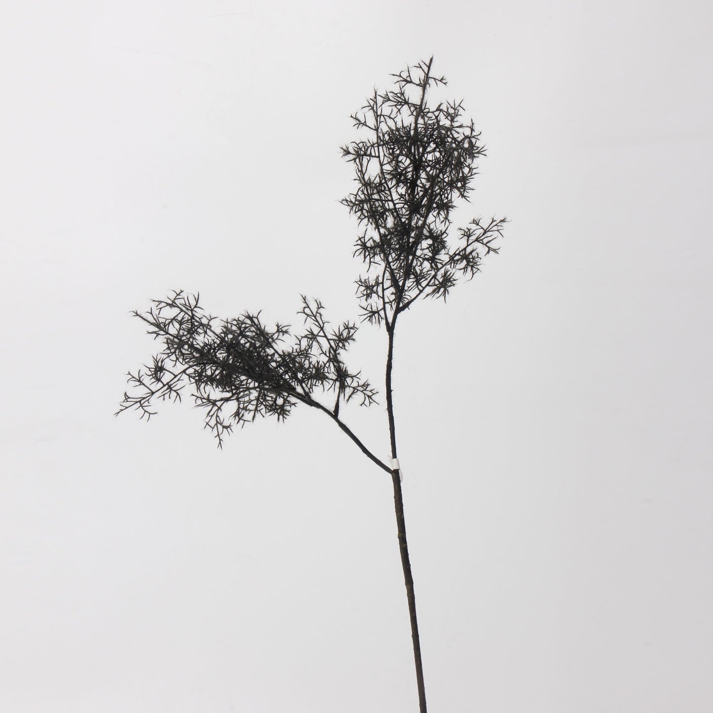Smoke Tree Elegance Stem