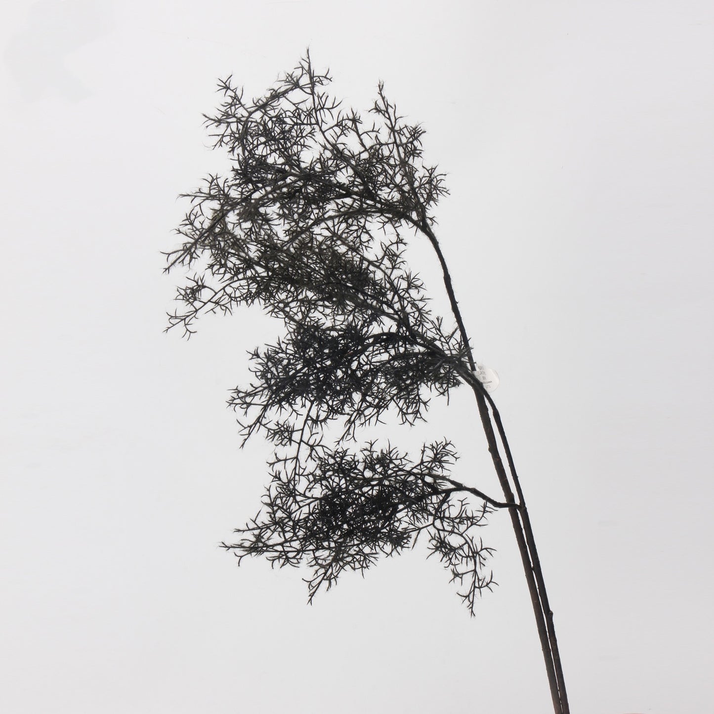 Smoke Tree Elegance Stem