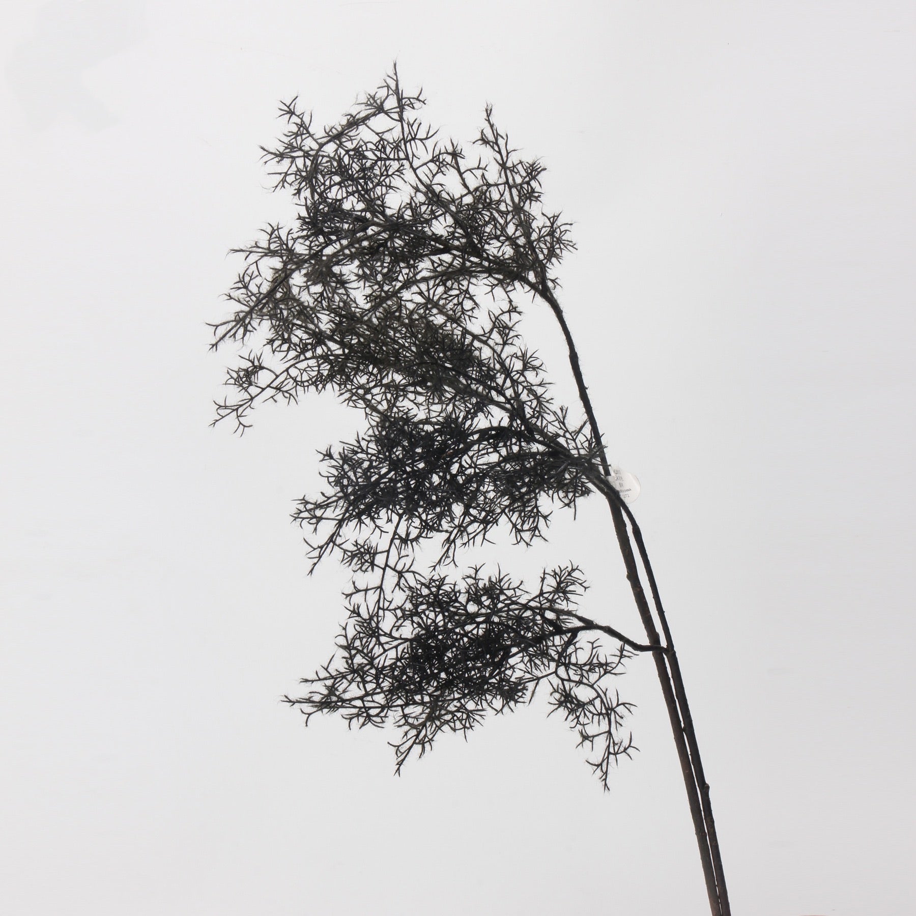 Artificial Smoke Tree Stem - 31"