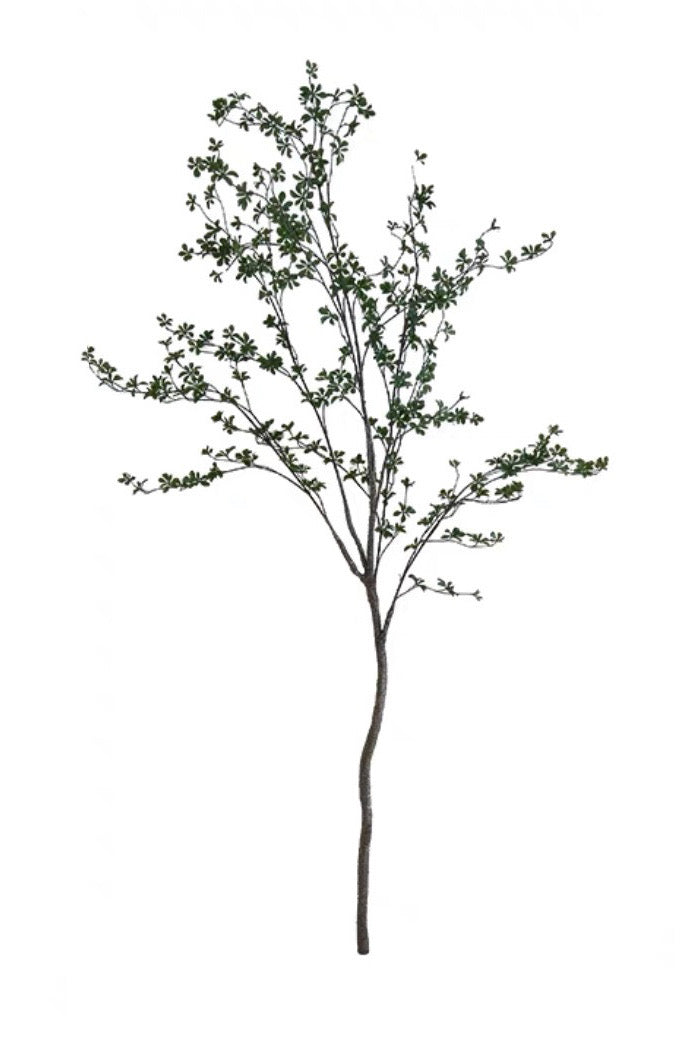 Enkianthus 