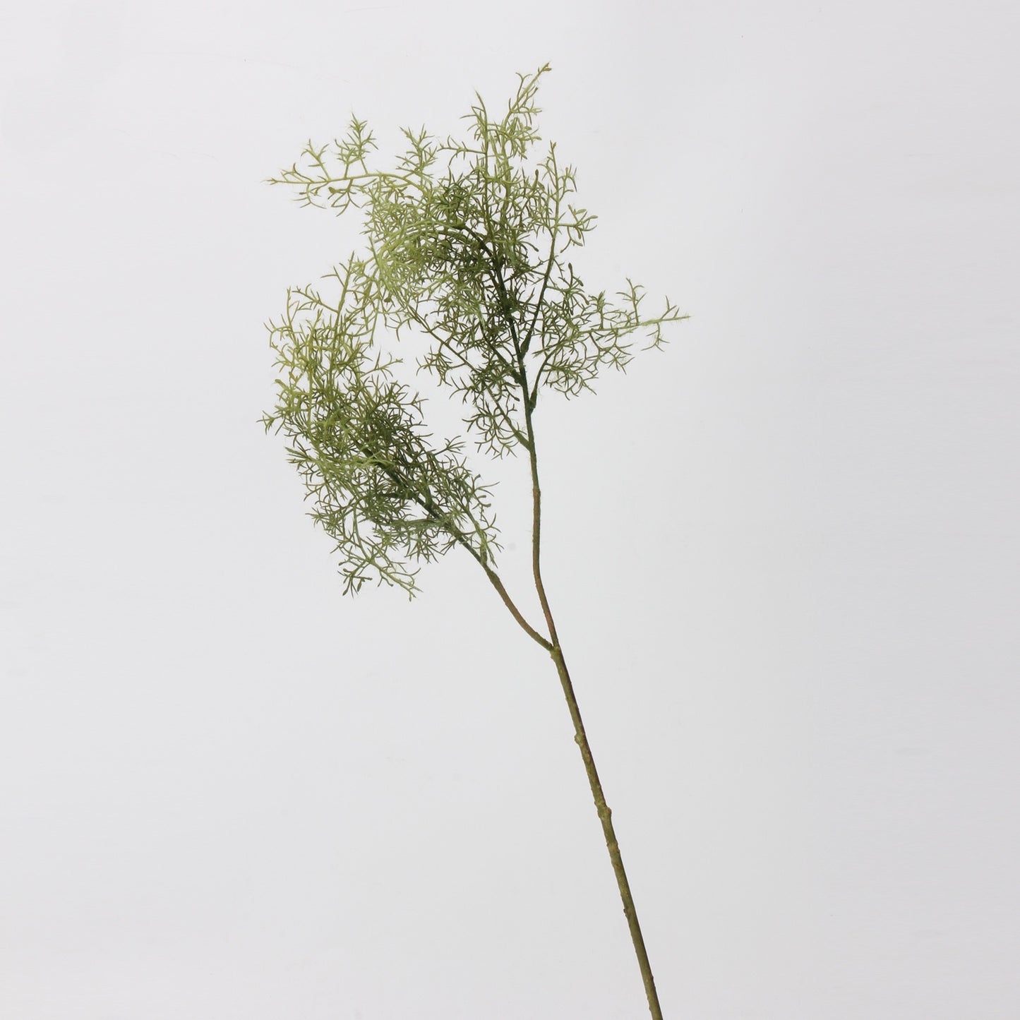 Smoke Tree Elegance Stem